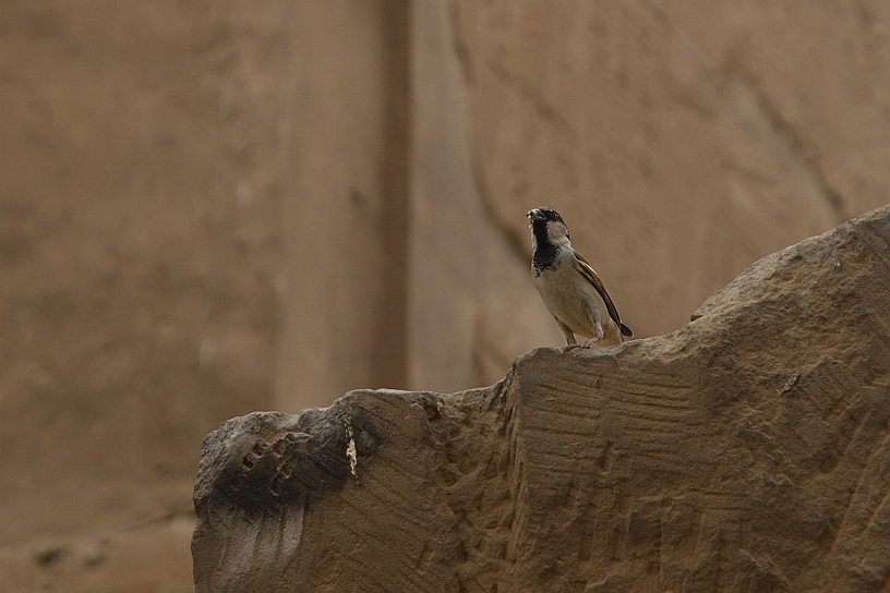 40 MAK_6358.jpg - Non sarà un Falco pellegrino, ma tra divinità che si ispirano a uccelli, questo passero ci fa la sua bella figura.